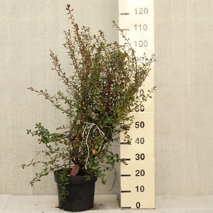 Exemplar von Escallonia C.F. Ball - Andenstrauch Topf mit 7,5L/10L wie im Herbst geliefert