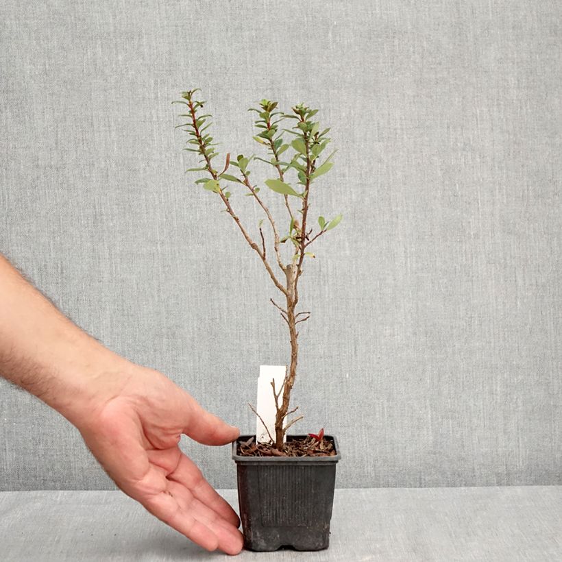 Exemplar von Escallonia compacta Coccinea - Andenstrauch Kleine Töpfe von 8/9 cm wie im Sommer geliefert