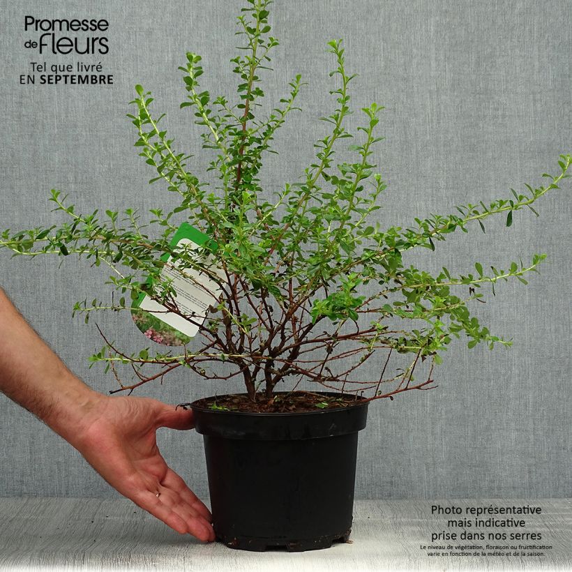 Exemplar von Escallonia Dart's Rosy Red - Andenstrauch Topf mit 2L/3L wie im Herbst geliefert
