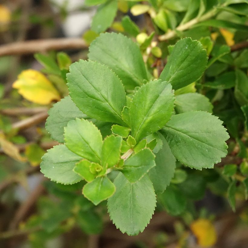Escallonia Donard Seedling - Andenstrauch (Laub)