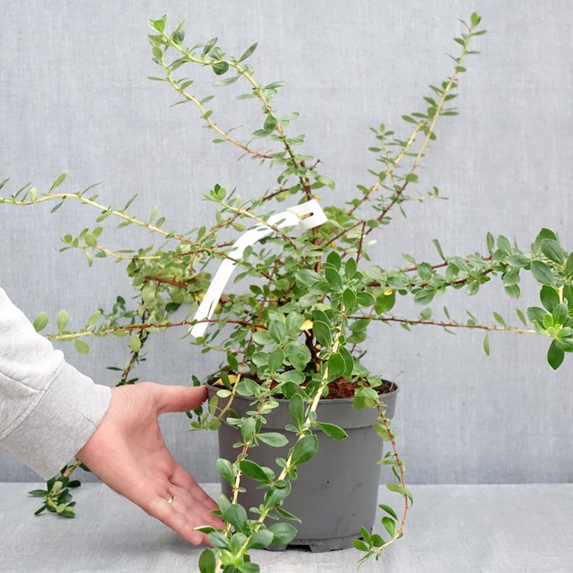 Exemplar von Escallonia Donard Star - Andenstrauch Topf mit 3L/4L wie im Herbst geliefert