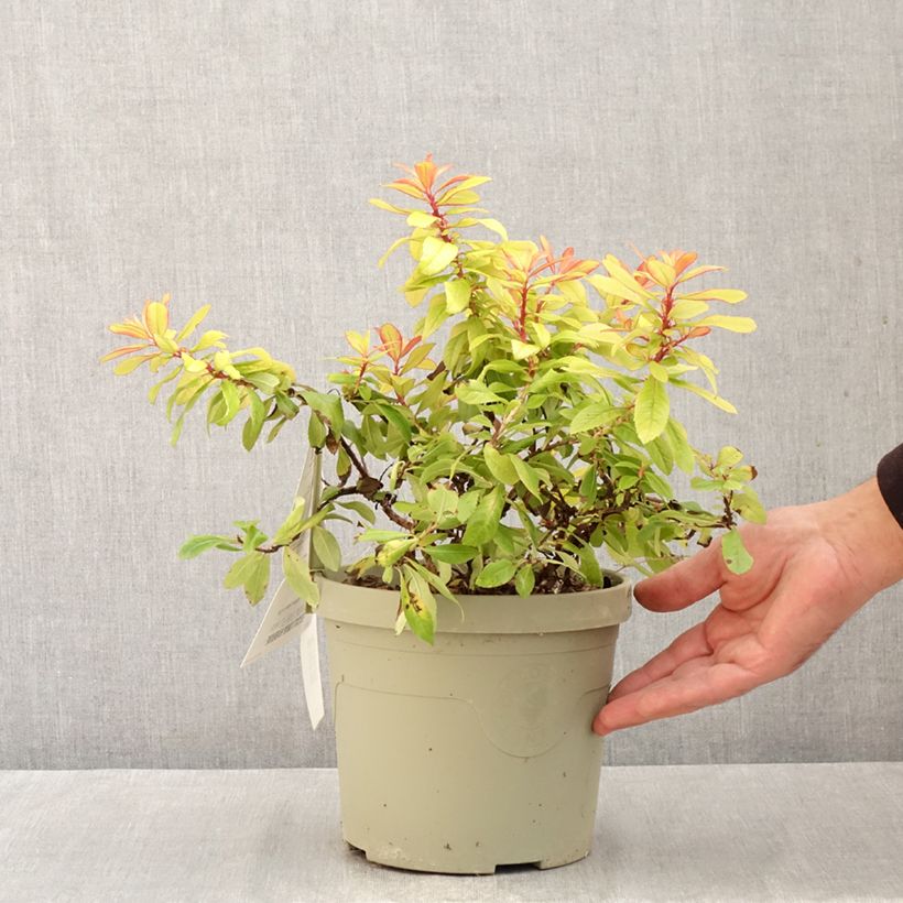 Exemplar von Escallonia Glowing Embers - Andenstrauch Topf mit 3L/4L wie im Herbst geliefert