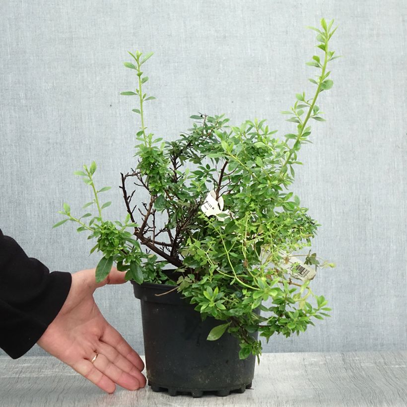 Exemplar von Escallonia Show Stopper - Andenstrauch Topf mit 3L/4L wie im Herbst geliefert