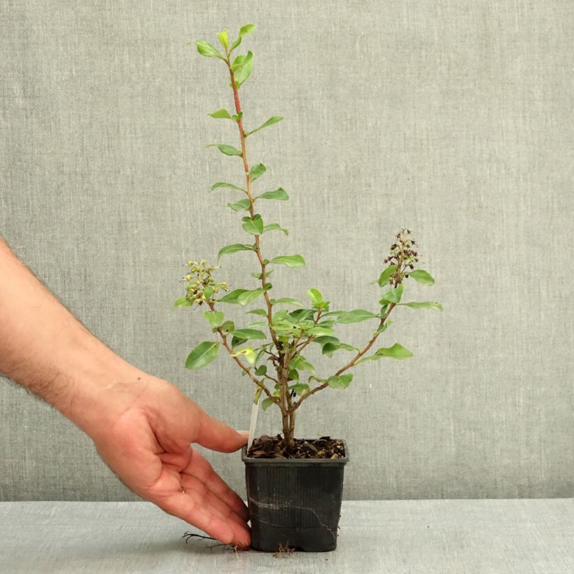 Exemplar von Escallonia Iveyi - Andenstrauch Kleine Töpfe von 8/9 cm wie im Sommer geliefert