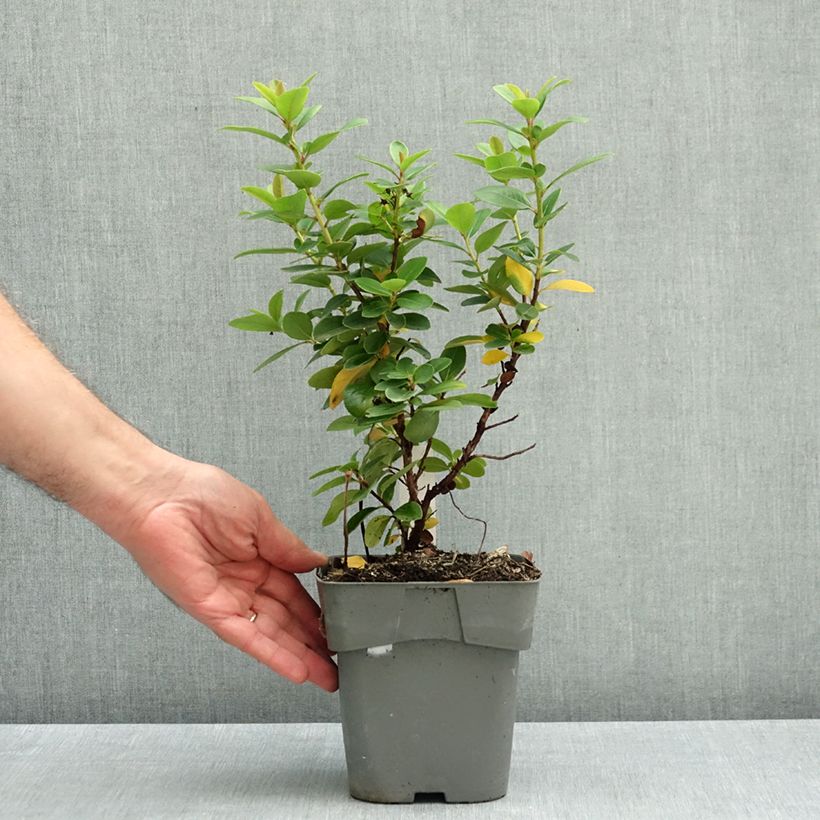 Exemplar von Escallonia laevis Pink Elle Lades - Andenstrauch Topf mit 1L/1,5L wie im Herbst geliefert