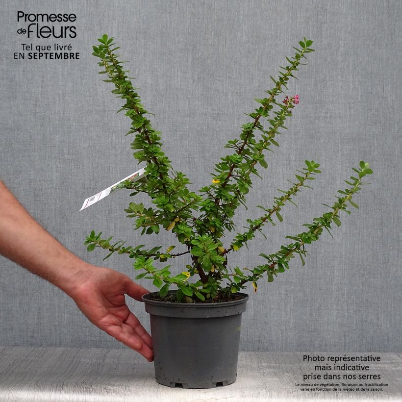 Exemplar von Escallonia Pride of Donard - Andenstrauch Topf mit 2L/3L wie im Herbst geliefert