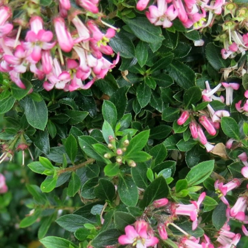 Escallonia Show Stopper - Andenstrauch (Laub)