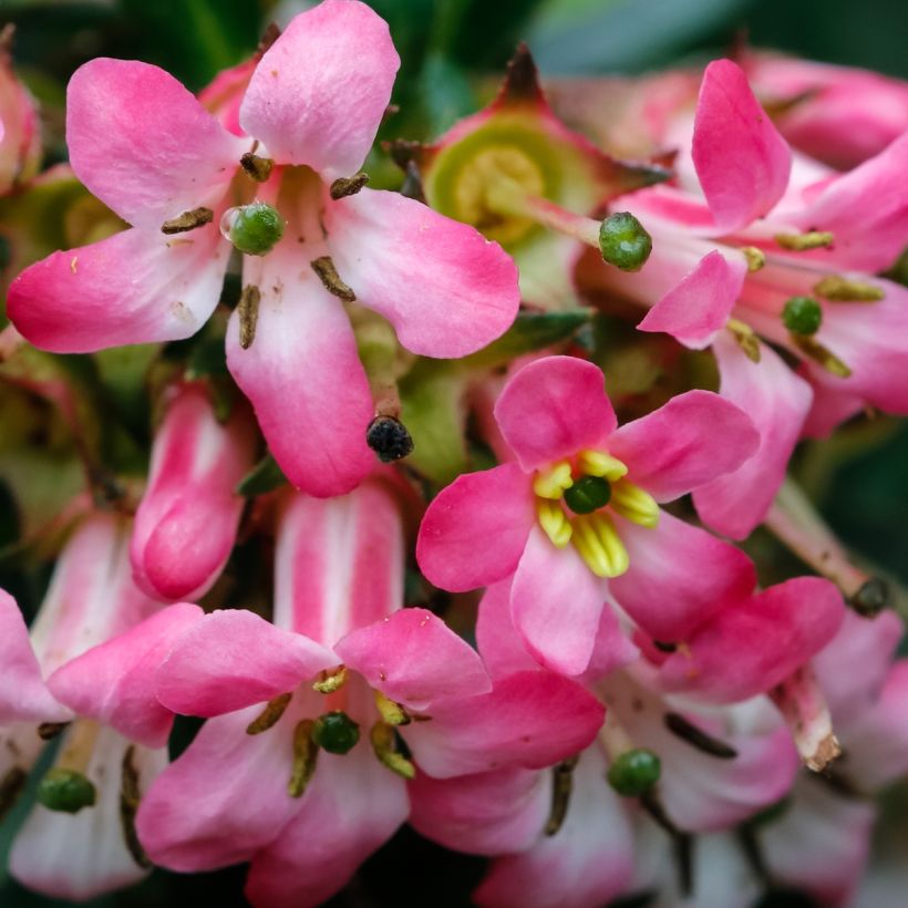 Escallonia Show Stopper - Andenstrauch (Blüte)