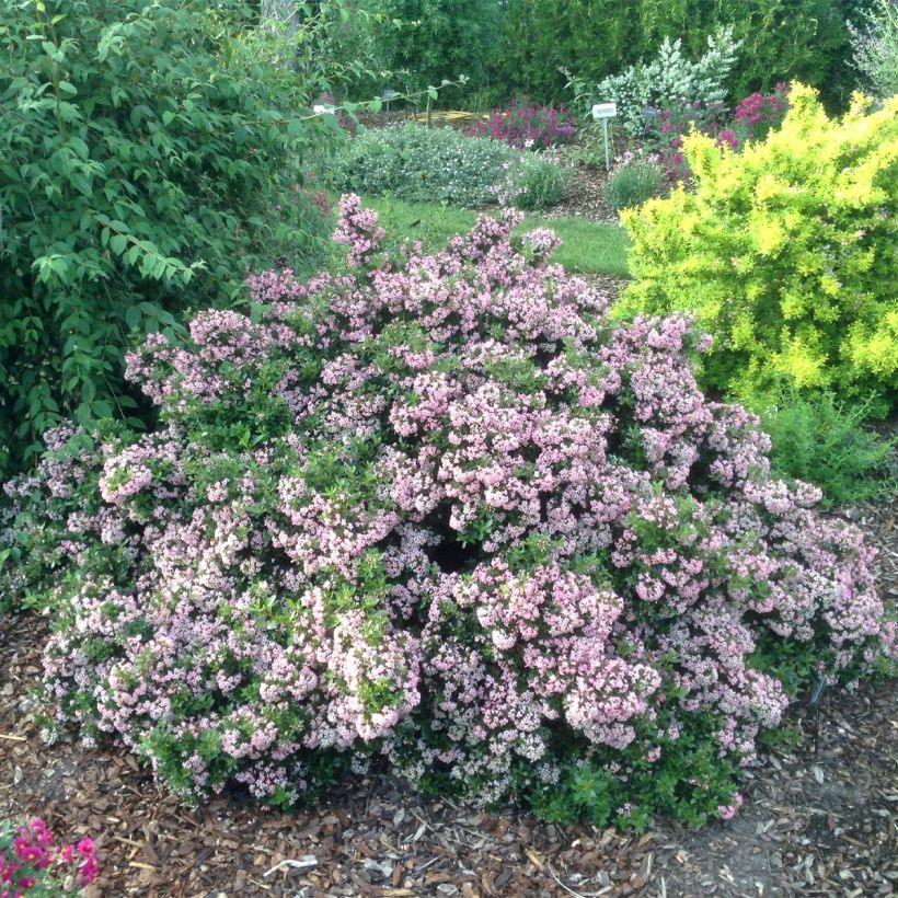 Escallonia Show Stopper - Andenstrauch (Hafen)