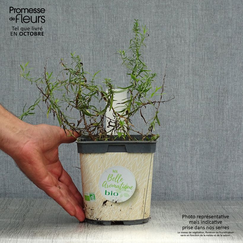 Exemplar von Estragon Bio - Artemisia dracunculus Topf mit 1L/1,5L wie im Herbst geliefert