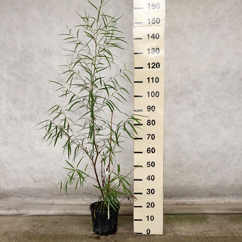 Exemplar von Eucalyptus approximans Topf mit 4L/5L wie im Herbst geliefert