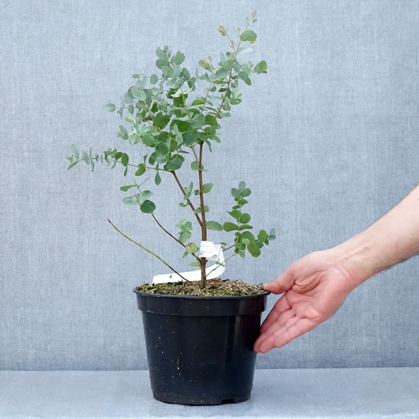 Exemplar von Eucalyptus archeri Topf mit 4L/5L wie im Frühjahr geliefert