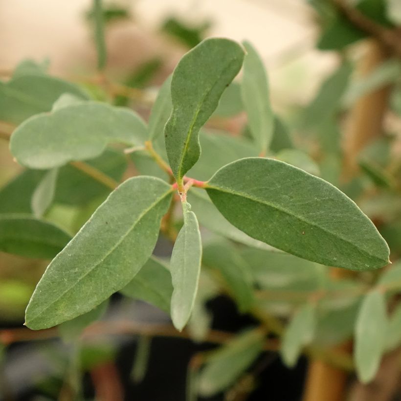 Eucalyptus archeri (Laub)