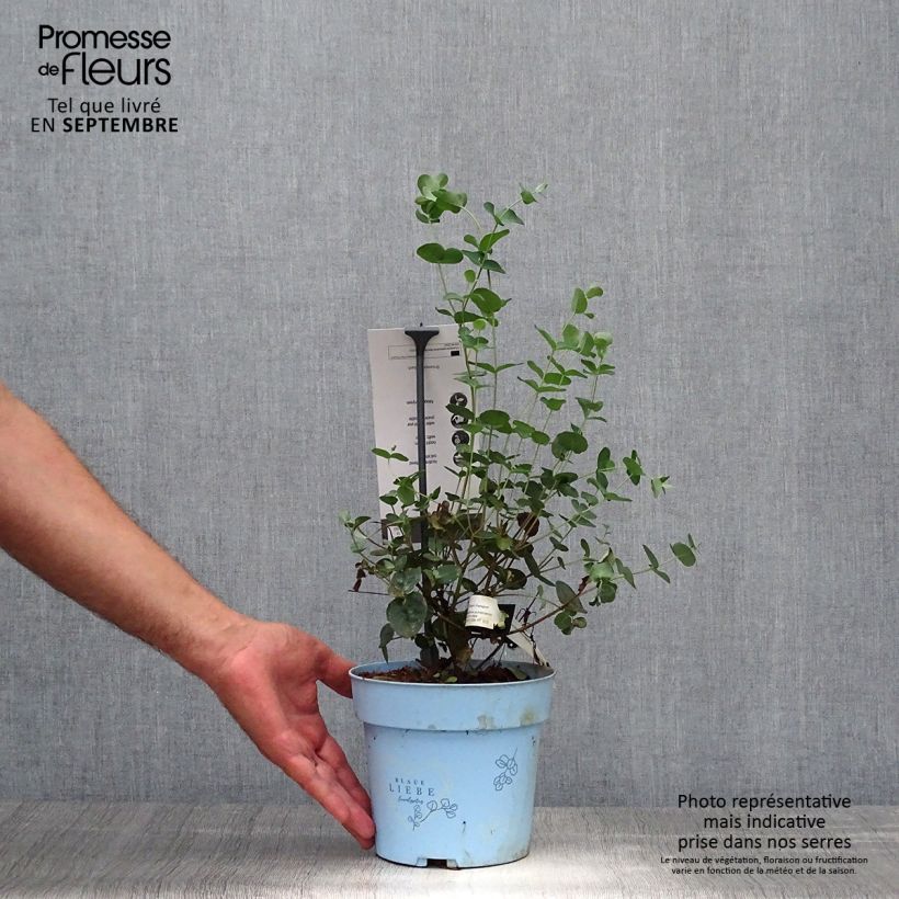 Exemplar von Eucalyptus pulverulenta Baby Blue Topf mit 2L/3L wie im Herbst geliefert
