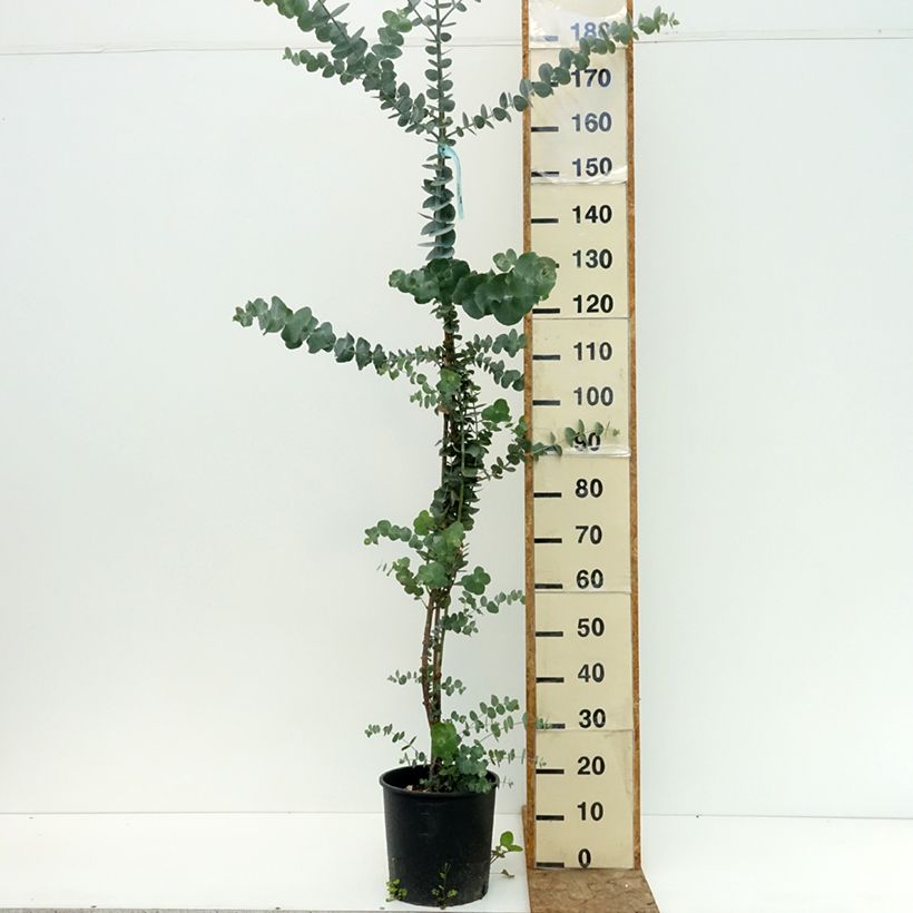 Exemplar von Eucalyptus pulverulenta Baby Blue Topf mit 4L/5L wie im Sommer geliefert