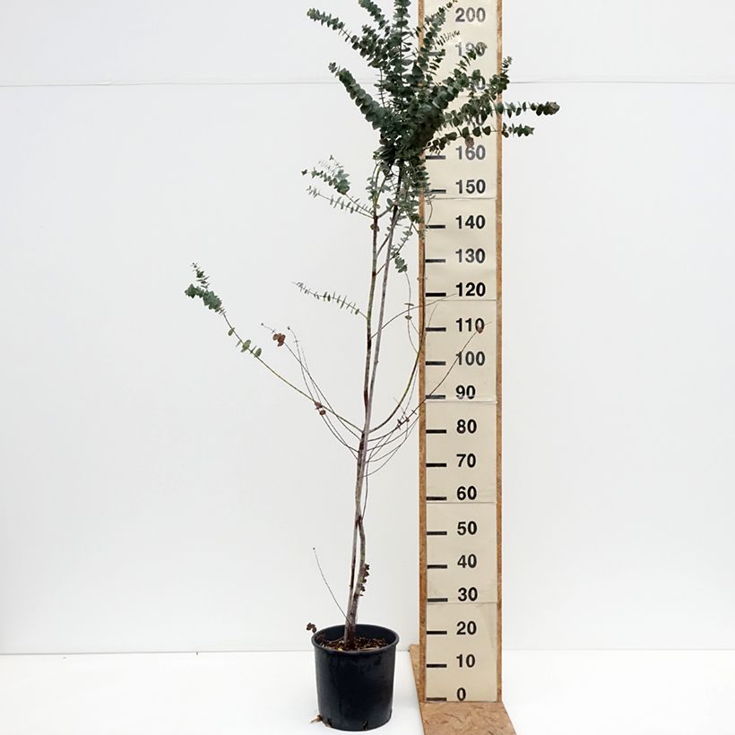 Exemplar von Eucalyptus pulverulenta Baby Blue Topf mit 7,5L/10L wie im Herbst geliefert