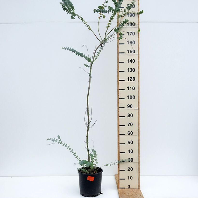 Exemplar von Eucalyptus pulverulenta Baby Blue Topf mit 7,5L/10L wie im Sommer geliefert