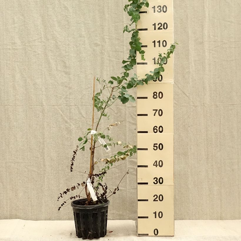 Exemplar von Eucalyptus bridgesiana Topf mit 4L/5L wie im Herbst geliefert