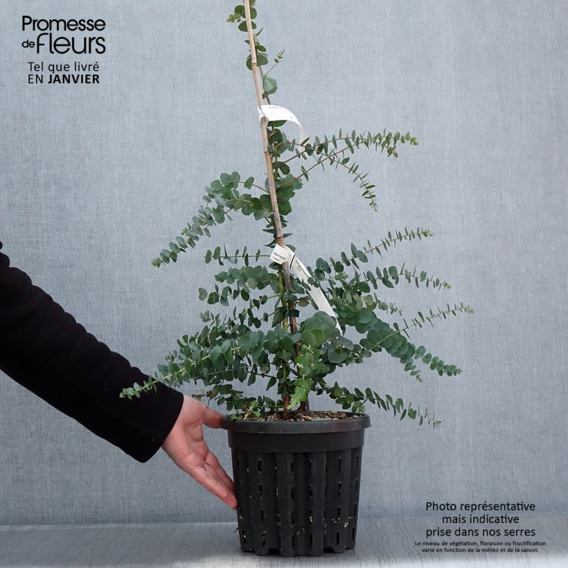 Exemplar von Eucalyptus bridgesiana Topf mit 4L/5L wie im Winter geliefert
