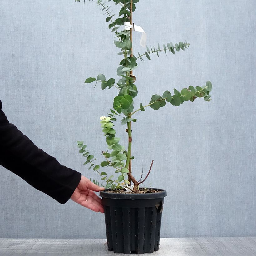 Exemplar von Eucalyptus bridgesiana Topf mit 4L/5L wie im Frühjahr geliefert