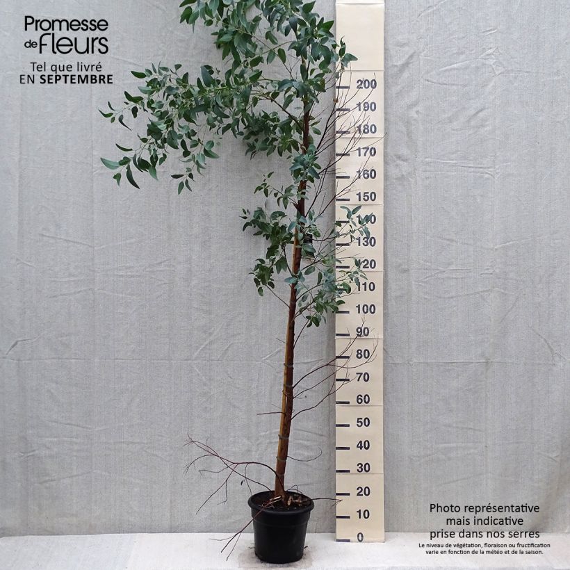 Exemplar von Eucalyptus camaldulensis Rostrata Topf mit 7,5L/10L wie im Herbst geliefert