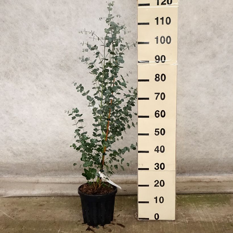 Exemplar von Eucalyptus camphora subsp humeana Topf mit 4L/5L wie im Herbst geliefert