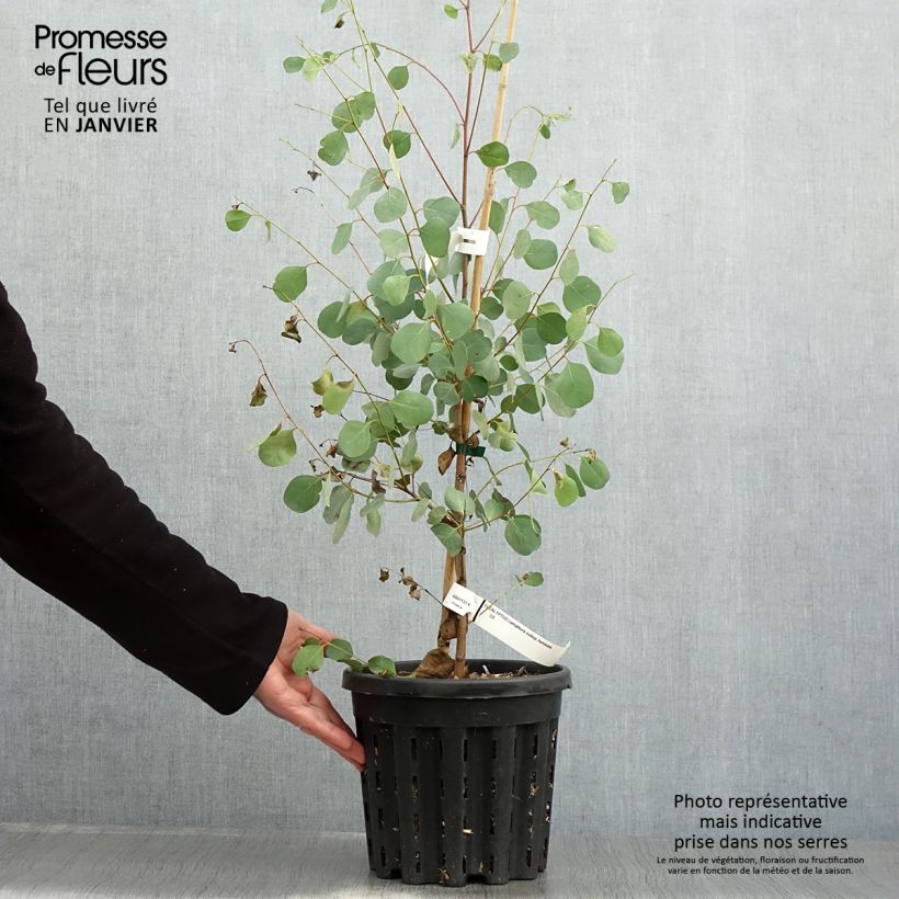 Exemplar von Eucalyptus camphora subsp humeana Topf mit 4L/5L wie im Winter geliefert