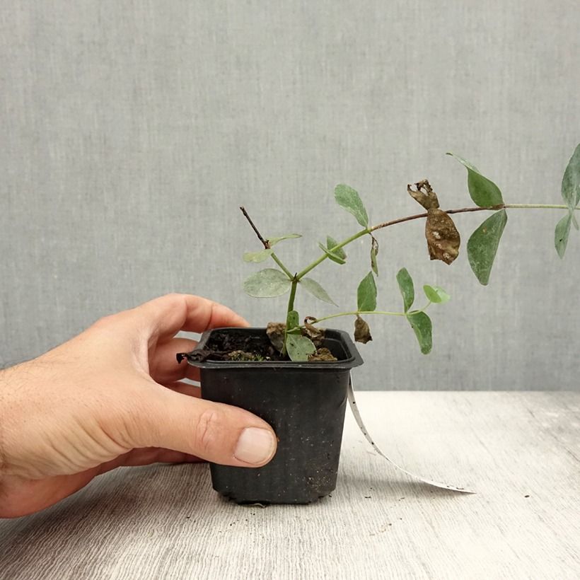 Exemplar von Eucalyptus cinerea Silver Dollar Kleine Töpfe von 8/9 cm wie im Sommer geliefert