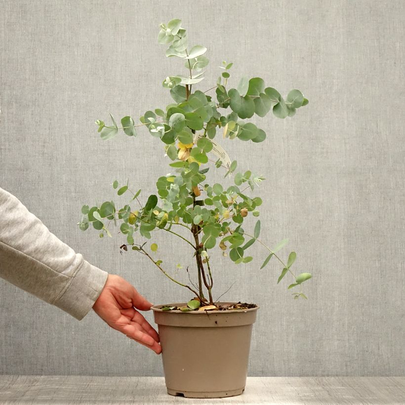 Exemplar von Eucalyptus cinerea Silver Dollar Topf mit 2L/3L wie im Sommer geliefert