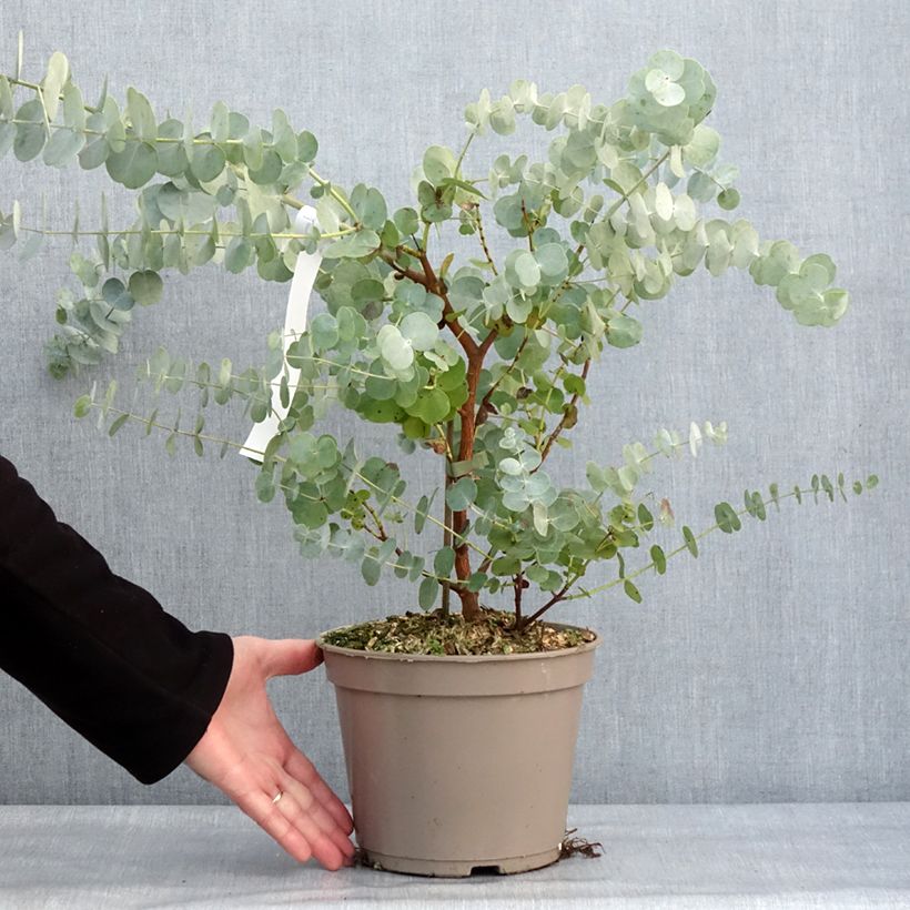 Exemplar von Eucalyptus cinerea Silver Dollar Topf mit 2L/3L wie im Winter geliefert