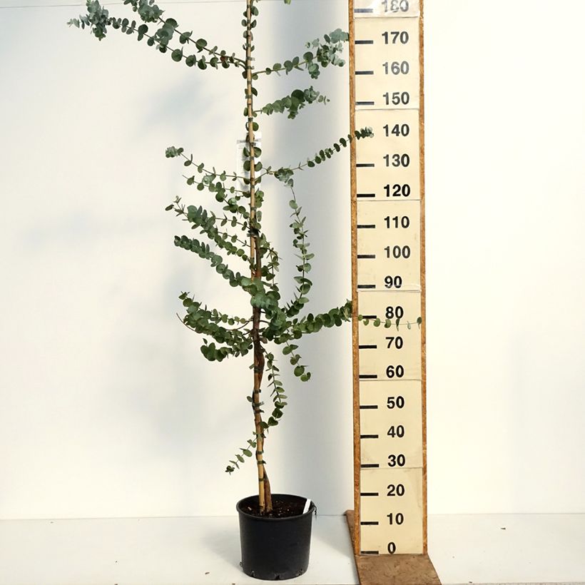 Exemplar von Eucalyptus cinerea Silver Dollar Topf mit 7,5L/10L wie im Frühjahr geliefert