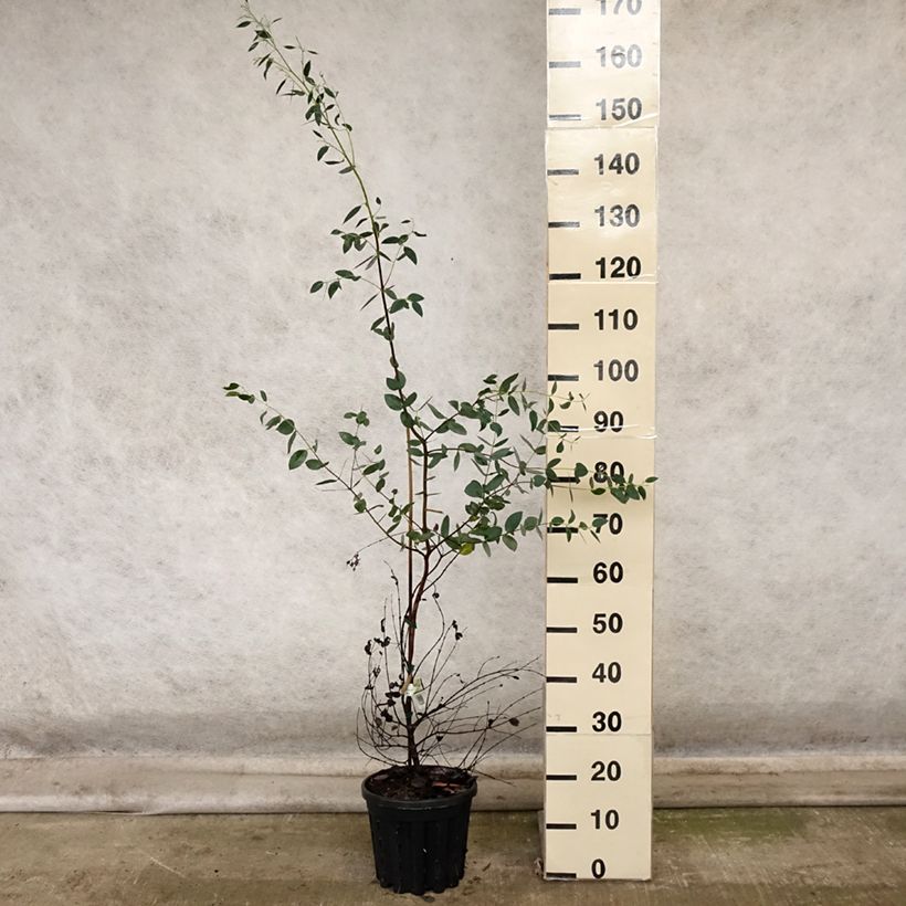 Exemplar von Eucalyptus coccifera Mt Field Topf mit 4L/5L wie im Herbst geliefert