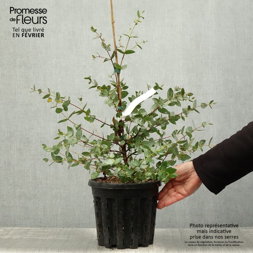 Exemplar von Eucalyptus coccifera Mt Field Topf mit 4L/5L wie im Winter geliefert