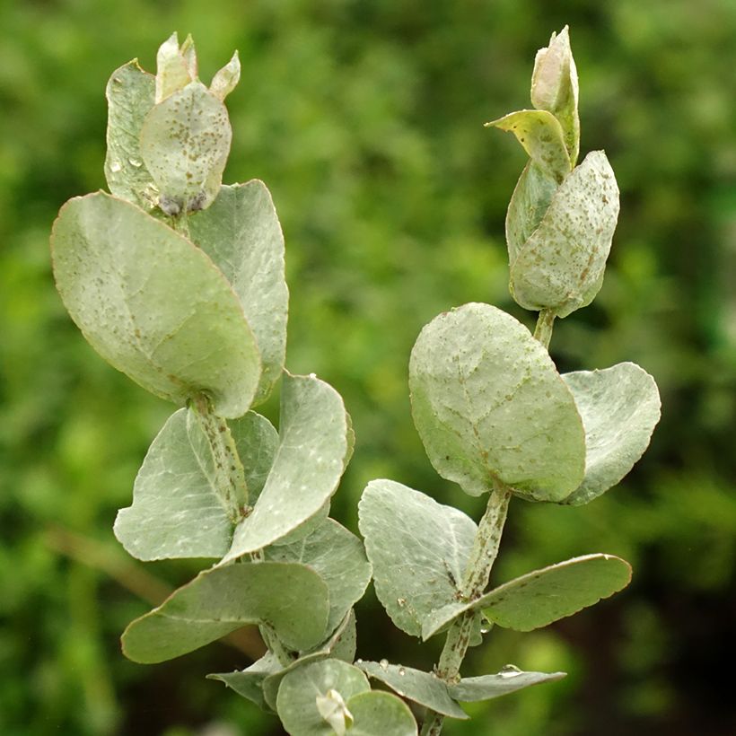 Eucalyptus cordata subsp quadrangulosa (Laub)
