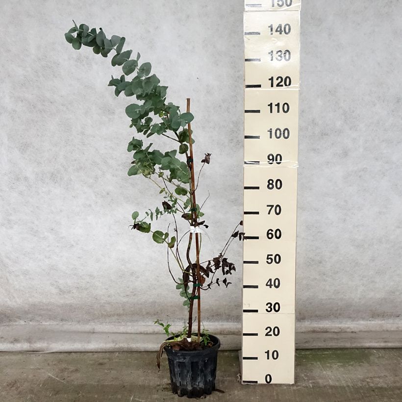Exemplar von Eucalyptus cordata subsp quadrangulosa Topf mit 4L/5L wie im Herbst geliefert