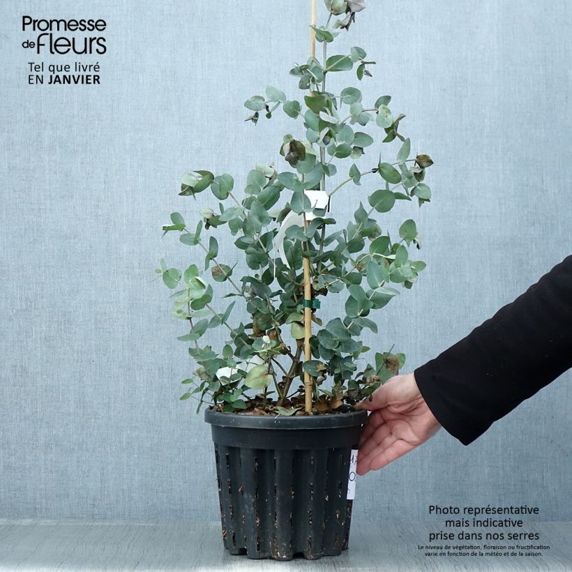 Exemplar von Eucalyptus cordata subsp quadrangulosa Topf mit 4L/5L wie im Winter geliefert
