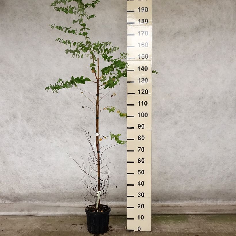 Exemplar von Eucalyptus crenulata Topf mit 4L/5L wie im Herbst geliefert