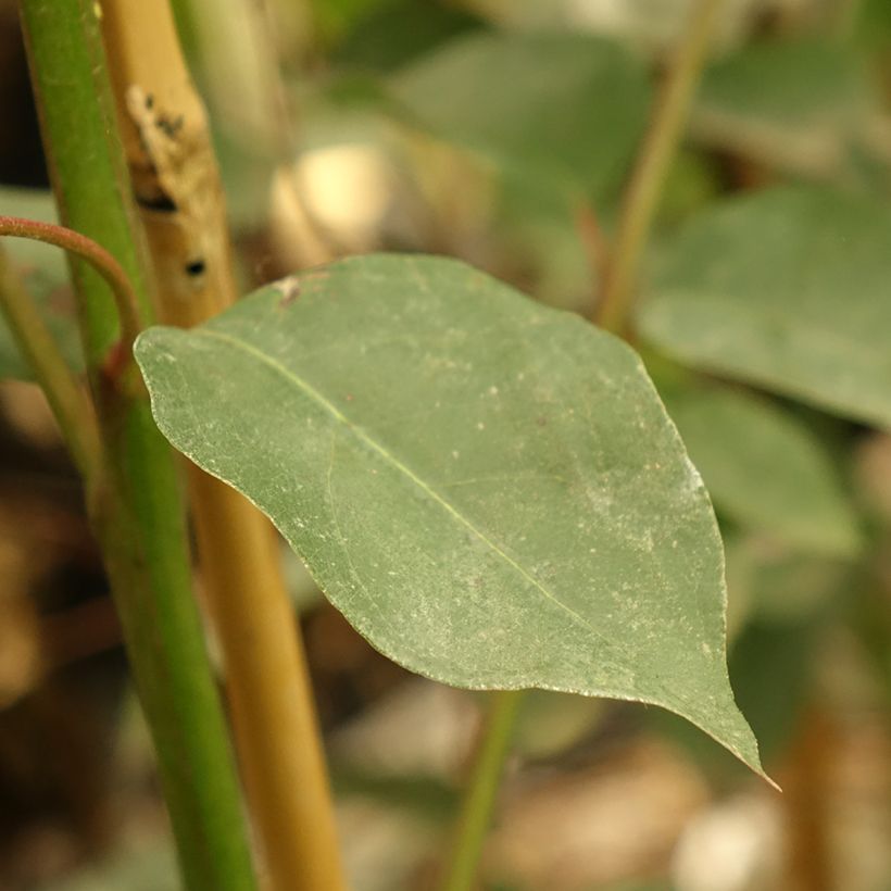 Eucalyptus deanei (Laub)