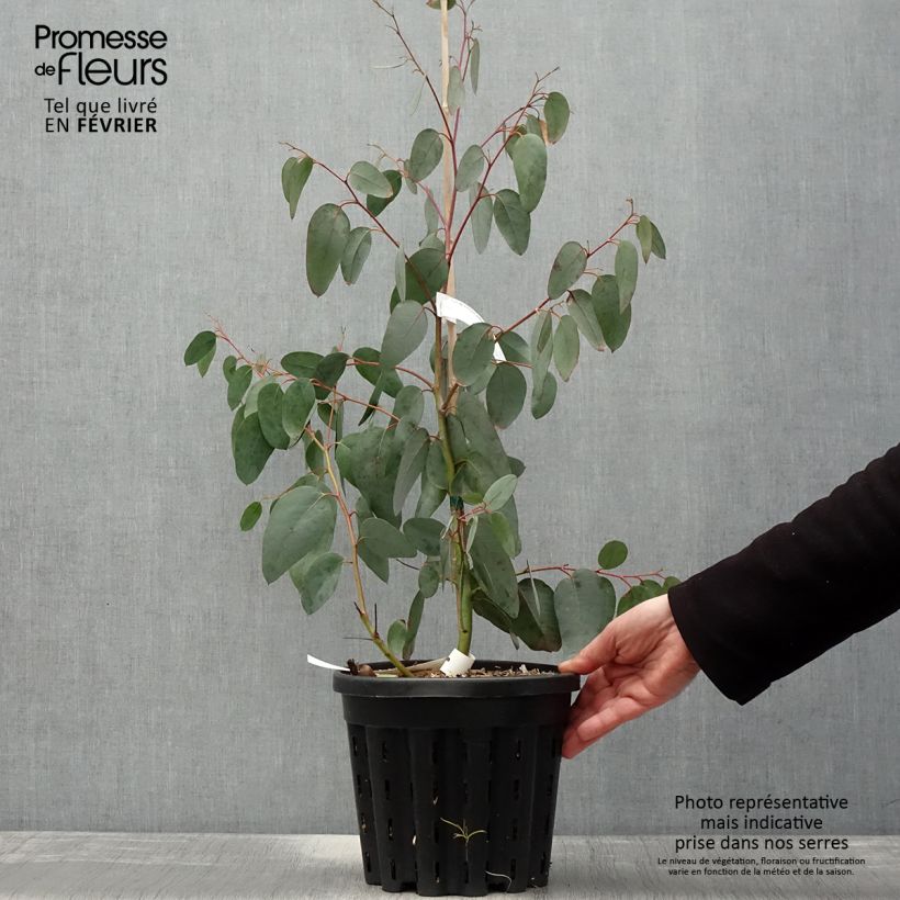 Exemplar von Eucalyptus delegatensis subsp. tasmaniensi Topf mit 4L/5L wie im Winter geliefert