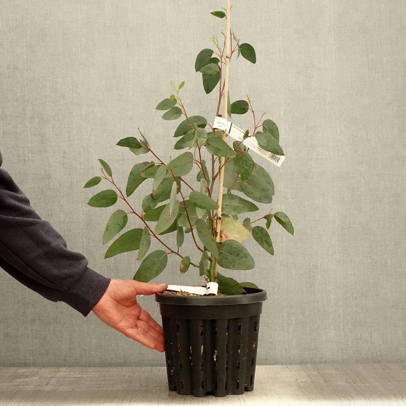 Exemplar von Eucalyptus delegatensis subsp. tasmaniensi Topf mit 4L/5L wie im Frühjahr geliefert