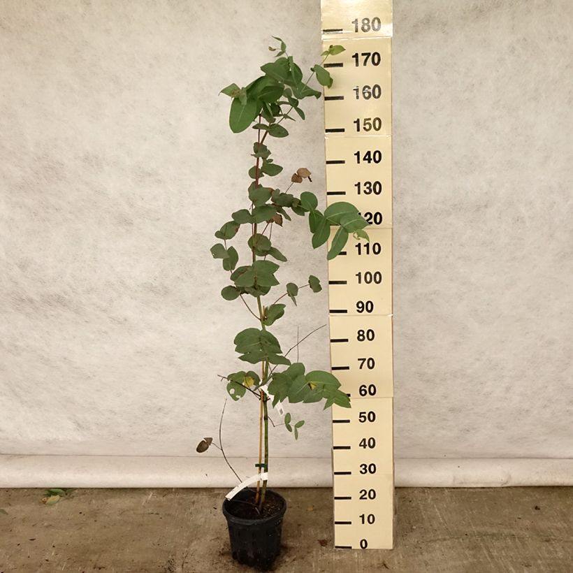 Exemplar von Eucalyptus elliptica Topf mit 4L/5L wie im Sommer geliefert