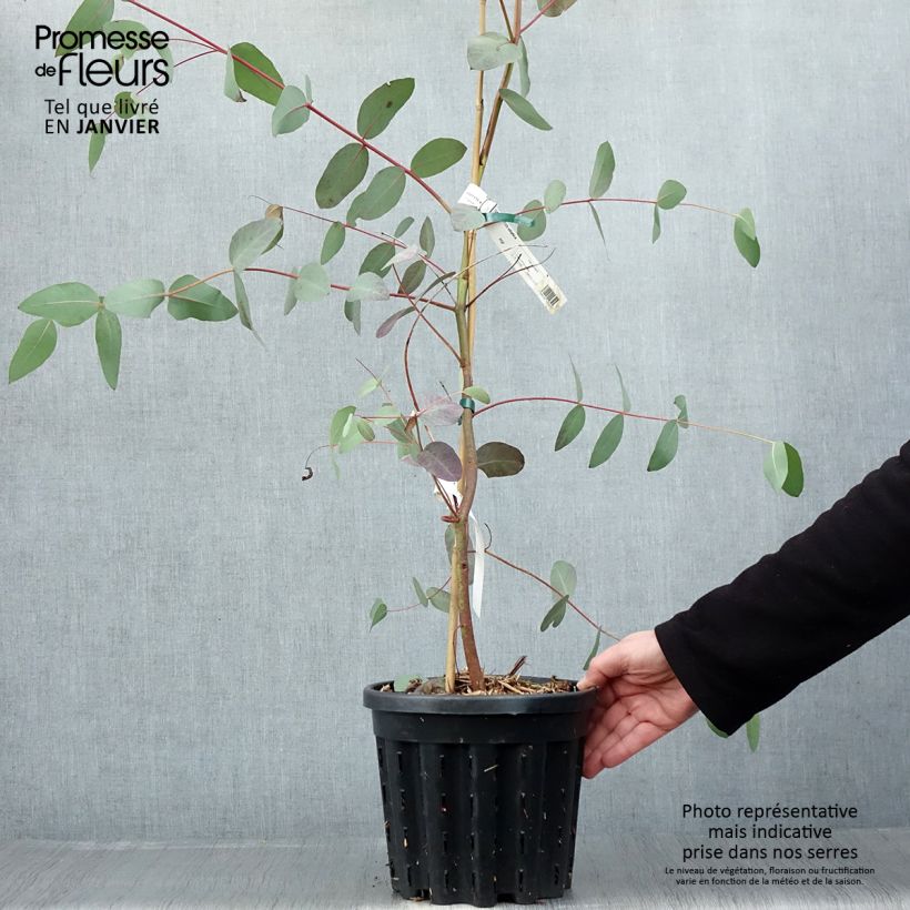 Exemplar von Eucalyptus elliptica Topf mit 4L/5L wie im Winter geliefert