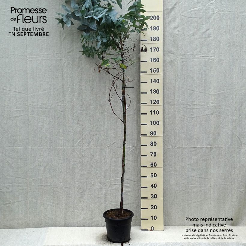 Exemplar von Eucalyptus globulus - Eucalyptusbaum Topf mit 7,5L/10L wie im Herbst geliefert