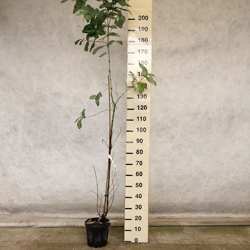 Exemplar von Eucalyptus globulus subsp. bicostata Topf mit 4L/5L wie im Herbst geliefert