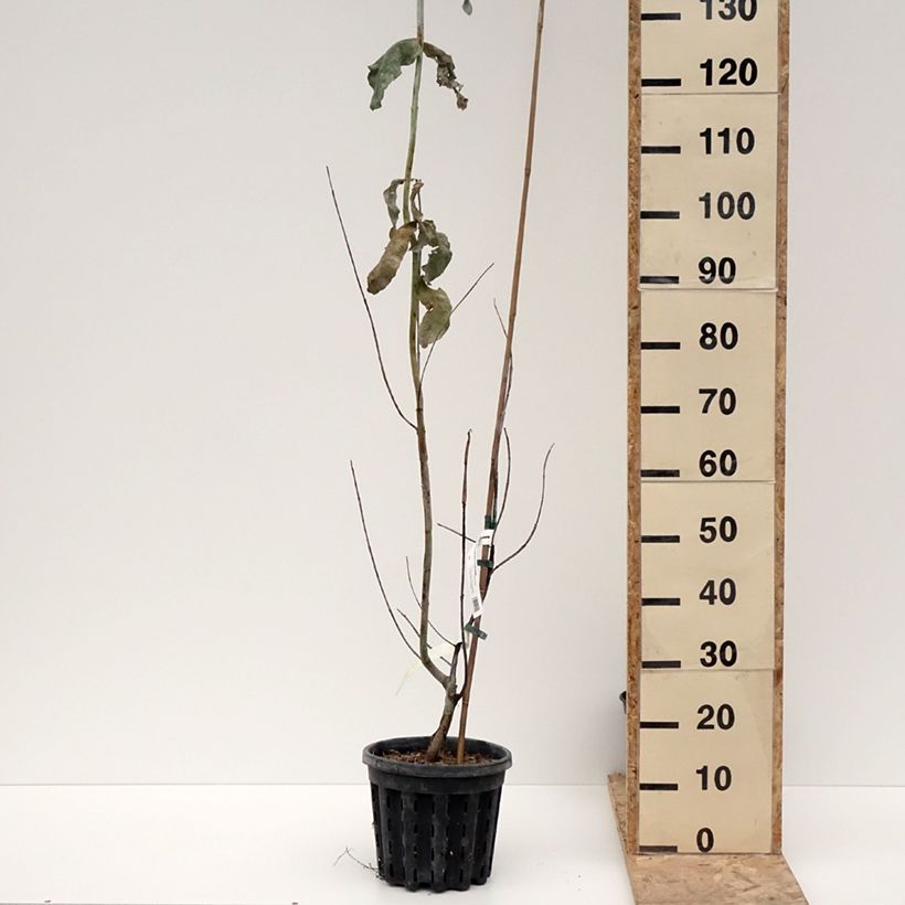 Exemplar von Eucalyptus globulus subsp. bicostata Topf mit 4L/5L wie im Winter geliefert