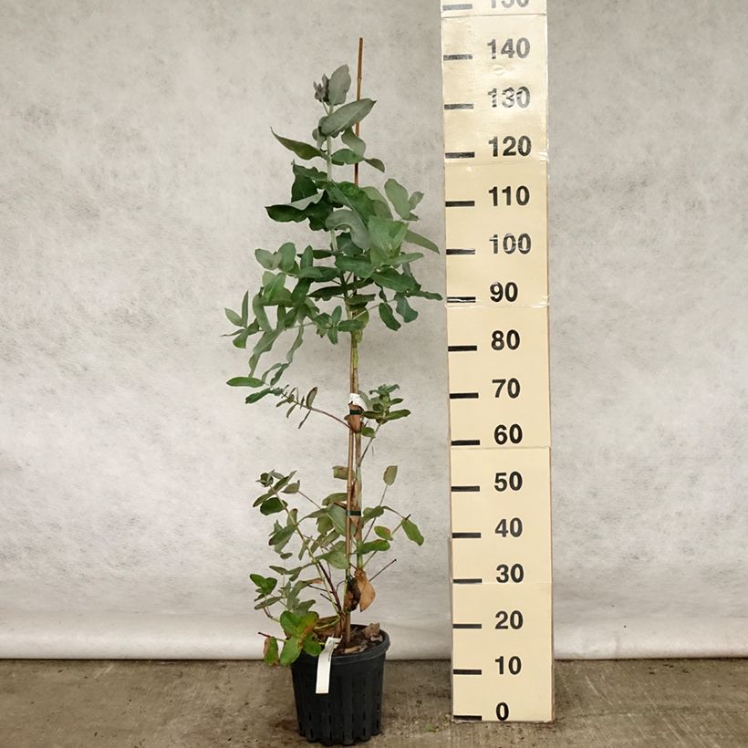 Exemplar von Eucalyptus globulus subsp. bicostata Topf mit 4L/5L wie im Frühjahr geliefert