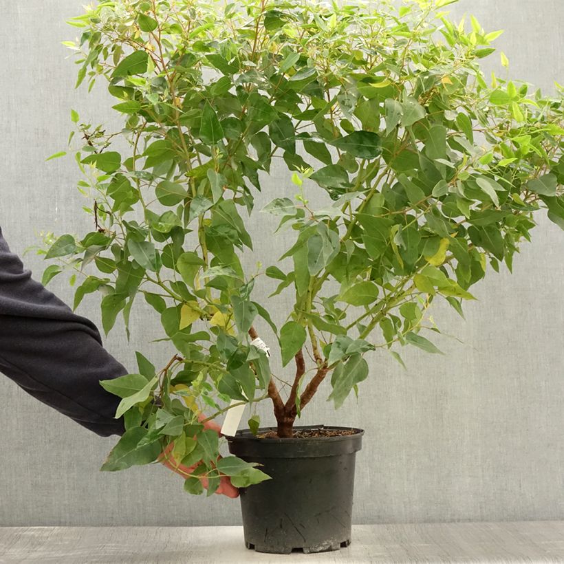 Exemplar von Eucalyptus (x) gomphocephala Kaduri-KKL - Eukalyptus Topf mit 6L/7L wie im Sommer geliefert