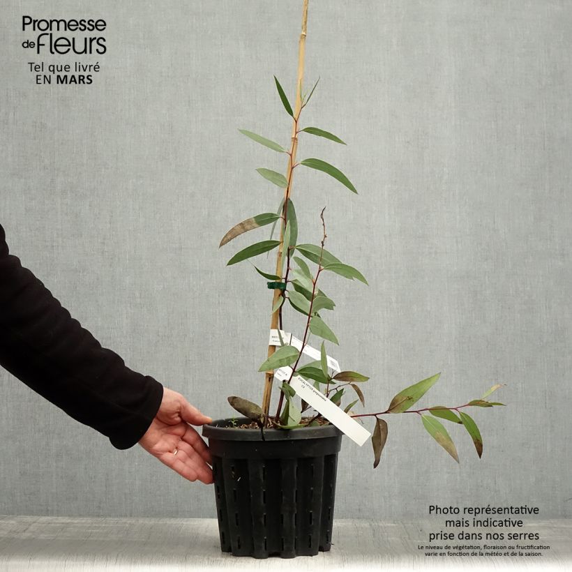 Exemplar von Eucalyptus gregsoniana Topf mit 3L/4L wie im Frühjahr geliefert