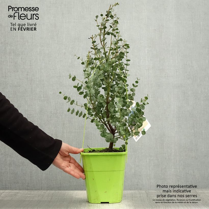 Exemplar von Eucalyptus gunnii Azura Cagire - Mostgummi-Eukalyptus Topf mit 3L/4L wie im Winter geliefert