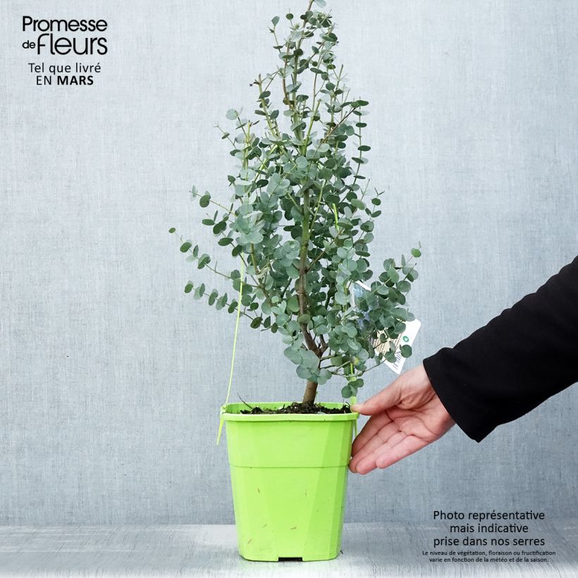Exemplar von Eucalyptus gunnii Azura Cagire - Mostgummi-Eukalyptus Topf mit 3L/4L wie im Frühjahr geliefert